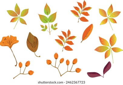 set of autumn leaves, vector collection