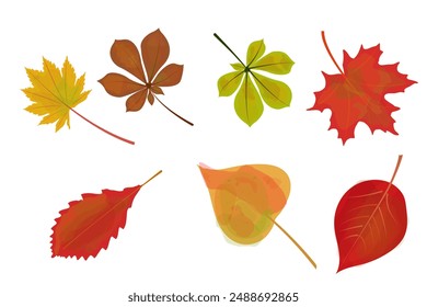 Un conjunto de hojas de otoño, Vector. Hojas de otoño de arce, abedul, roble, castaño, haya.