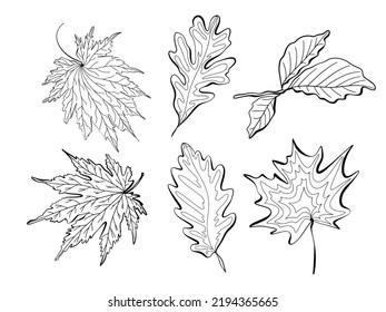 Set of autumn leaves. Vector graphic doodle illustration
