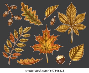 Set of Autumn leaves. Vector Hand drawn colored maple, birch, chestnut, acorn, ash tree, oak on black. Sketch. Engraving illustration. Vintage