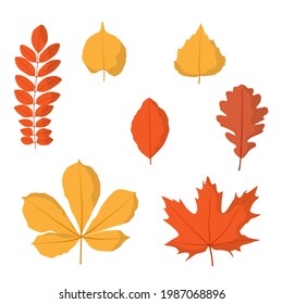 Conjunto de hojas de otoño. Ilustración vectorial, aislada en blanco, para la naturaleza, el eco y el diseño otoñal