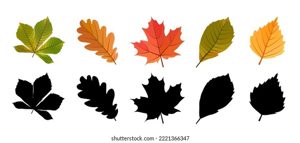 Conjunto de hojas de otoño ilustraciones vectoriales. Sobre fondo blanco