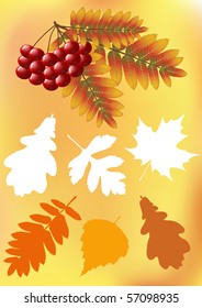 Set autumn leaves. Vector illustration.