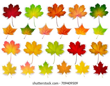 set with autumn leaves, vector illustration