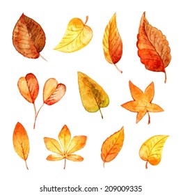 Set autumn leaves watercolor. Vector