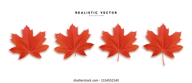 Set of autumn maple leaves, isolated on white background. Fall Foliage realistic design.