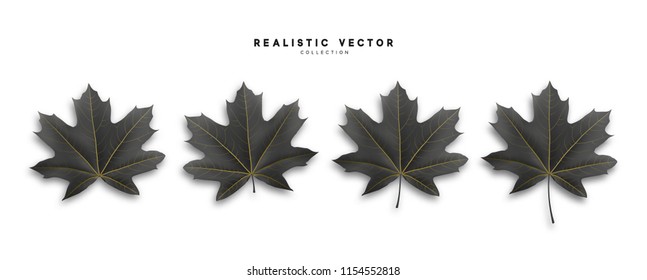 Set of autumn maple leaves, isolated on white background. Fall Foliage realistic design.