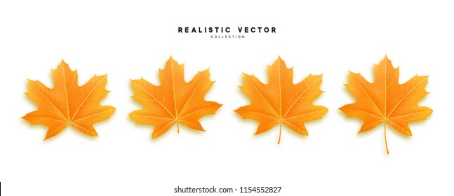 Set of autumn maple leaves, isolated on white background. Fall Foliage realistic design.