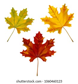 Set of Autumn Maple leaves on white background.
