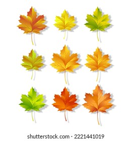 Conjunto de hojas de arce de otoño con hojas naranja, roja, verde y amarilla. Ilustración del vector 
