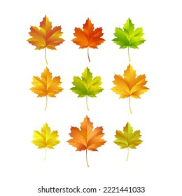 Set of autumn Maple leaves with orange, red, green and yellow leaves. Vector illustration 