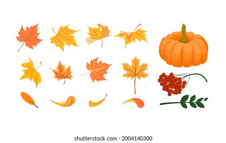 Set of autumn maple leaves. Pumpkin, rowan with leaves. Red, yellow, green. Autumn, harvest. Isolated elements on a white background. Vector illustration