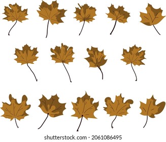 Set of autumn maple leaves vector illustrations for your design