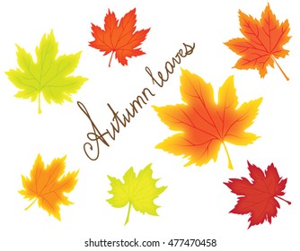 Set of autumn maple leaves, yellow, orange, red and green colorful autumn leaves isolated on white, leaf pattern, autumn bright design for postcards, invitations, school posters