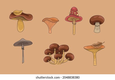 Un conjunto de hongos otoñales. Borde de tinta, color rojo y marrón. Campeón, miel agaric, amanita, chantarelas, porcini, taburete de sapo, setas de leche.