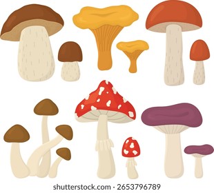 Set of autumn mushrooms isolated on white background. Collection with forest different mushrooms