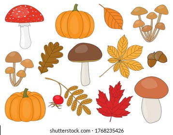 Set of autumn mushrooms and leaves pumpkin rose hip acorns vector illustration