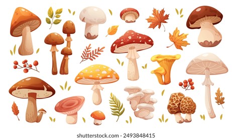 Set of autumn mushrooms. Various types of forest mushrooms, edible and poisonous. Vector illustration on white background