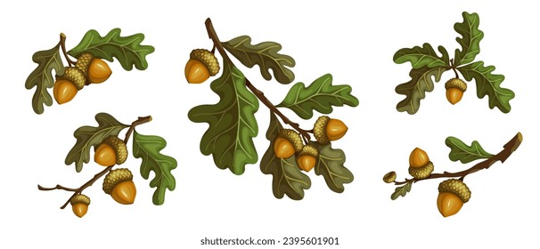 Conjunto de ramas de roble otoñales con bellotas y follaje. Gráficos vectoriales de dibujos animados.	