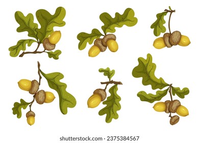 Set of autumn oak branches with acorns.Vector graphics.