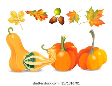 Set of autumn objects. Pumpkins different types, acorns and leaf. Vector illustration collection.