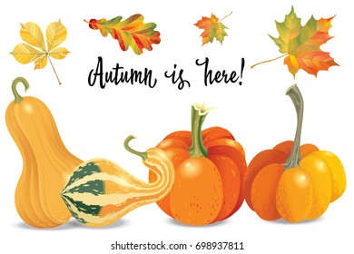 Set of autumn objects. Pumpkins different types and fall leaves. Vector illustration collection