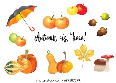 Set of autumn objects. Pumpkins different types, mushrooms, umbrella, apples and fall leaves. Vector illustration collection