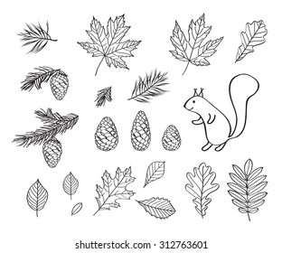 Set autumn pictures. Fall of the leaves. Cones, spruce and pine spruce, squirrel.  Sketch, design elements. Vector illustration.