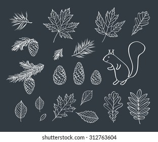 Set autumn pictures. Fall of the leaves. Cones, spruce and pine spruce, squirrel are drawn with chalk on black chalkboard.  Sketch, design elements. Vector illustration.