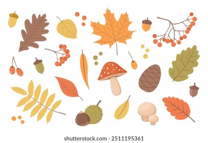 Set of autumn plant elements. Leaves, berries, mushrooms, acorns and chestnuts isolated on a white background. Flat vector illustration