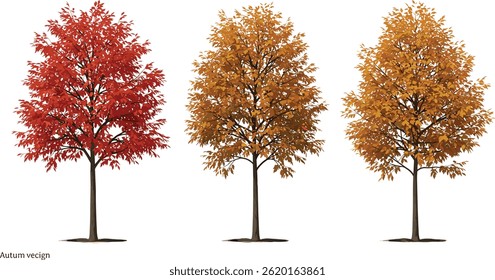 Herbstset Quercus palustris (auch Pin Eiche, Sumpfeiche oder Spanische Eiche genannt) 