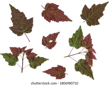 Set of autumn red and green vector leaves isolated on a white background. Herbarium, botany.