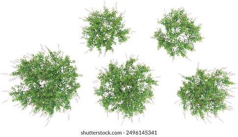 set of Autumn sage plant on transparent background, 3D rendering,Top view