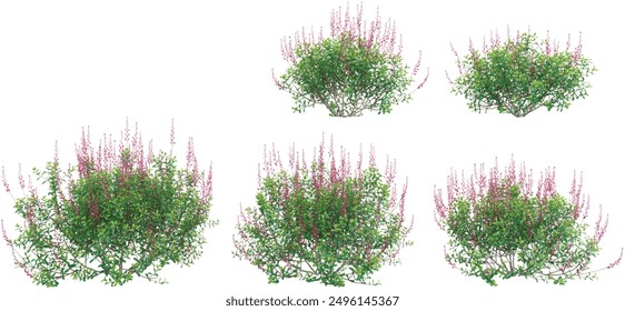 set of Autumn sage plant on transparent background, 3D rendering