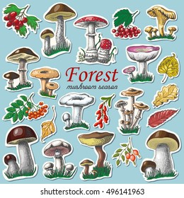 Set of autumn stickers with mushrooms and berries. Vector illustration for your design