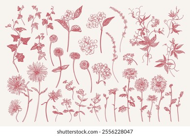 Set with autumn and summer flowers, dogwood berries. Collection of garden plants. Floral isolated elements. Vector botanical illustration. Red