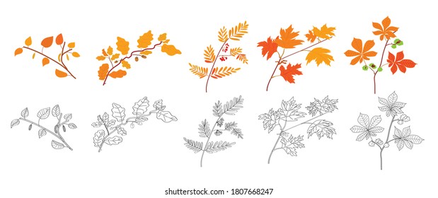 Reihe von Herbstzweigen. Kastanie, Ahorn, Rowan, Eiche, Birke. Färbung für Kinder. 