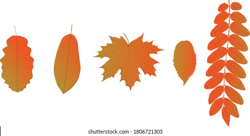 The set from the autumn tree leaves