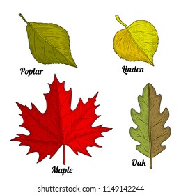 Set of autumn tree leaves with their names. It is leaf of linden, oak, maple and poplar trees.