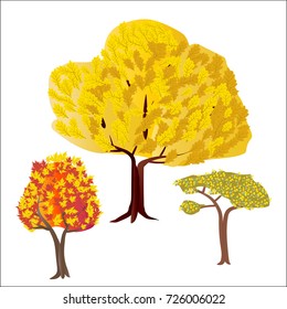 Set of autumn trees: oak, maple, acacia. Vector illustration.