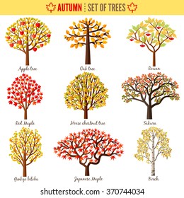 Set of autumn trees on white background. Apple tree, Oak tree, Rowan, Red maple, Horse chestnut tree, Sakura, Ginkgo biloba, Japanese maple, Birch. Vector illustration