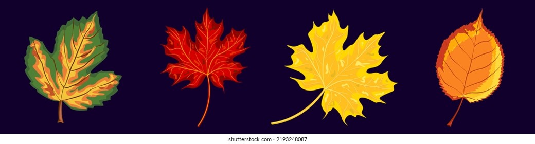Set of autumn vector leaves. Yellowed leaves, elements for creating autumn compositions