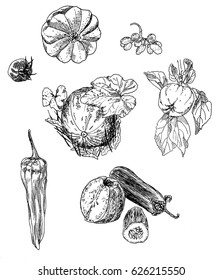 Set of autumn vegetables and fruit, hand drawn vector image