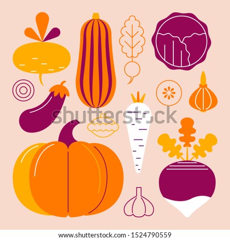Set of autumn vegetables. Pumpkin, turnip, parsnip, eggplant, onion, zucchini, radish, cabbage, squash, garlic. Flat vector illustration
