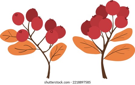 Set of autumn winter berries isolated in white