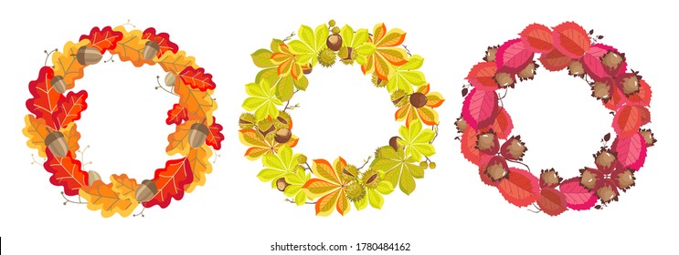 A set of autumn wreaths and elements: oak leaves and acorns, horse chestnut leaves and fruits, hazel leaves and nuts. Botanical vector illustration on a white background.
