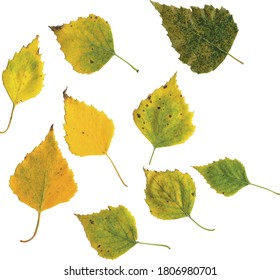Set of autumn yellow and green birch vector leaves isolated on a white background. Herbarium, botany.