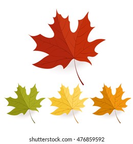 Set autumn yellow and green maple leaves
