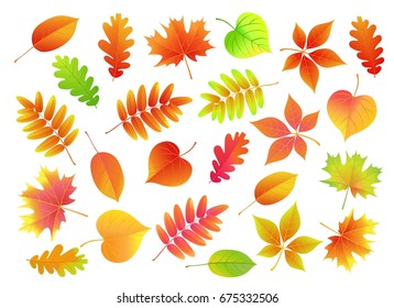 Set autumn  yellow, green, red leaves for compositions. Universal vector illustration with fall colorful foliage.