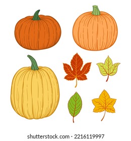 Conjunto de calabazas y hojas otoñales, dibujo vectorial ilustración dibujada a mano sobre fondo blanco.